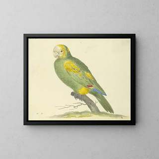 Groene Papegaai - Pieter Holsteijn — ingelijst kunstwerk aan de muur
