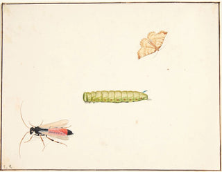 Pieter Holsteijn - Tre insektstudier.webp