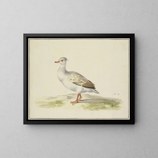 Pieter Holsteijn - Weie Ente mit braunen Flgeln roten Fen und Schnabel.webp