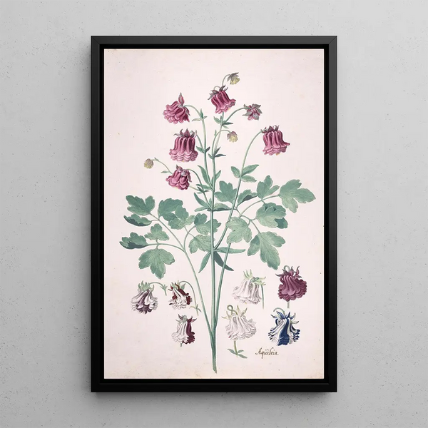 Pieter Holsteyn II - A Columbine or Grannys Bonnet Aquilegia with Additional Studies of Flowers.webp