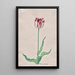 Study of a Wit Tulip in Root Wood - Pieter Holsteyn II — framed artwork on a wall