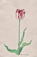 Study of a Wit Tulip in Root Wood - Pieter Holsteyn II — artwork view