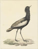 Baardtrap (Eupodotis bengalensis) - Pieter Pietersz Barbiers — weergave van het kunstwerk