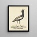 Baardtrap (Eupodotis bengalensis) - Pieter Pietersz Barbiers — ingelijst kunstwerk aan de muur
