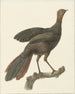 Kuifsjakohoen Penelope purpurascens - Pieter Pietersz. Barbiers — weergave van het kunstwerk