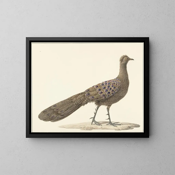 Pauw spiegel - Pieter Pietersz Barbiers — ingelijst kunstwerk aan de muur