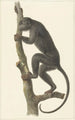 Hurleur noir Paraguay - Pieter Pietersz Barbiers — weergave van het kunstwerk