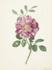 Roos - Pieter Withoos — artwork view
