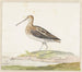Bécassine - Pieter Withoos — weergave van het kunstwerk