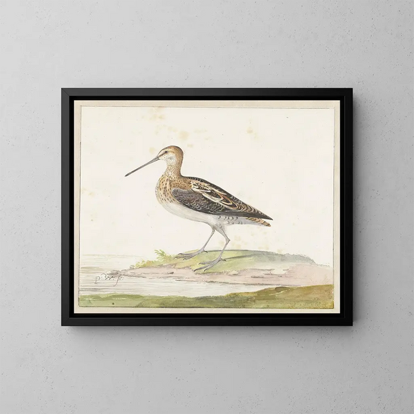 Bécassine - Pieter Withoos — ingelijst kunstwerk aan de muur