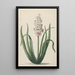 Hyacinth in Bloom - Pieter van Loo — framed artwork on a wall