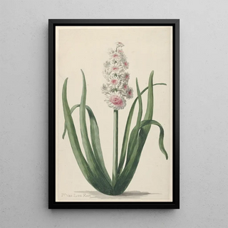 Pieter van Loo - Bloeiende hyacint.webp