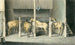 Quatre chevaux dans des boxes Scharreweide - Pieter van Loon — artwork view