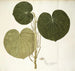 Piper umbellatum - Nikolaus Joseph Freiherr von Jacquin — weergave van het kunstwerk