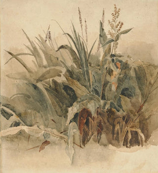 Plantes aquatiques - Peter De Wint