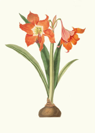 Priscilla Susan Bury - Amaryllis Equestris Major.webp