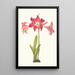 Amaryllis Solandriflora Var of Amaryllis Johnsoni - Priscilla Susan Bury — ingelijst kunstwerk aan de muur