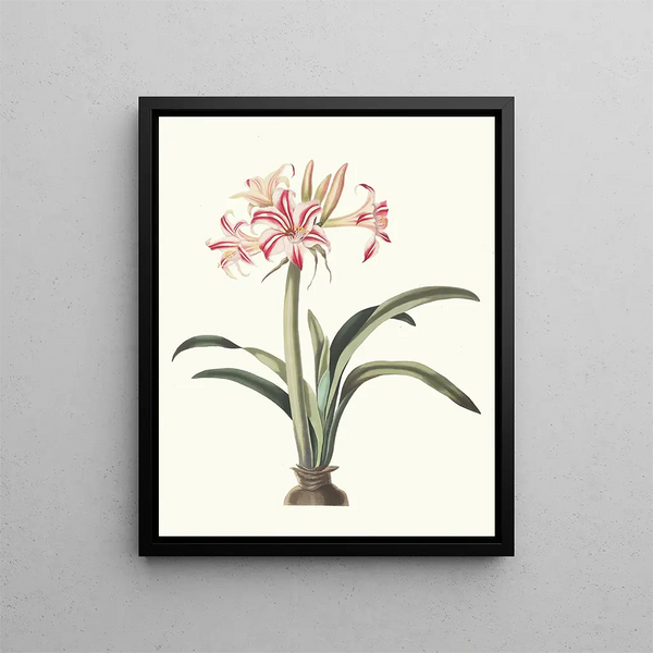 Priscilla Susan Bury - Ameryllis Superba Vittata.webp