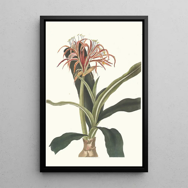 Priscilla Susan Bury - Crinum Hybridum Pedunculatum And Zeylanicum.webp