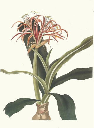Priscilla Susan Bury - Crinum Hybridum Pedunculatum And Zeylanicum.webp