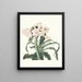 Crinum scabrum - Priscilla Susan Bury — ingelijst kunstwerk aan de muur