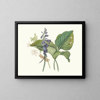 Priscilla Susan Bury - Hemerecalliscarulea Hemerecallis Japonica.webp