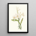 Lilium Candidum - Priscilla Susan Bury — ingelijst kunstwerk aan de muur