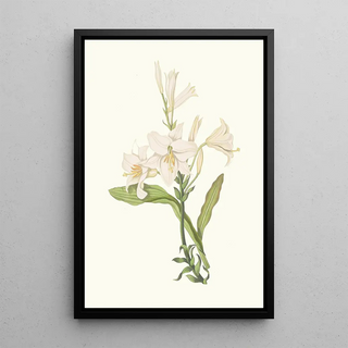 Priscilla Susan Bury - Lilium Candidum.webp