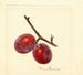 Prunus domestica Illinois Ironclad - Anoniem — weergave van het kunstwerk