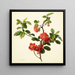 Pyrus japonica Japanse kweepeer - Mary Lawrance — ingelijst kunstwerk aan de muur