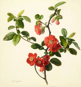 Pyrus japonica coing japonais - Mary Lawrance