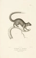 Centurie zoologique Pl01 - René Primevère Lesson — artwork view