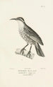 Centurie zoologique Pl03 - René Primevère Lesson — artwork view