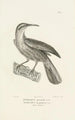 Centurie zoologique Pl04 - René Primevère Lesson — artwork view