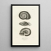 Centurie zoologique Pl09 - René Primevère Lesson — framed artwork on a wall