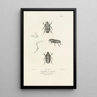 RenPrimevre Lesson - Centurie zoologique Pl13.webp