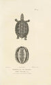 Centurie zoologique Pl29 - René Primevère Lesson — artwork view