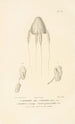 Centurie zoologique Pl33 - René Primevère Lesson — artwork view