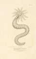 Centurie zoologique Pl35 - René Primevère Lesson — artwork view