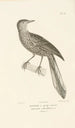 Centurie zoologique Pl36 - René Primevère Lesson — artwork view