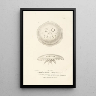 RenPrimevre Lesson - Centurie zoologique Pl37.webp