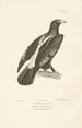 Centurie zoologique Pl38 - René Primevère Lesson — artwork view