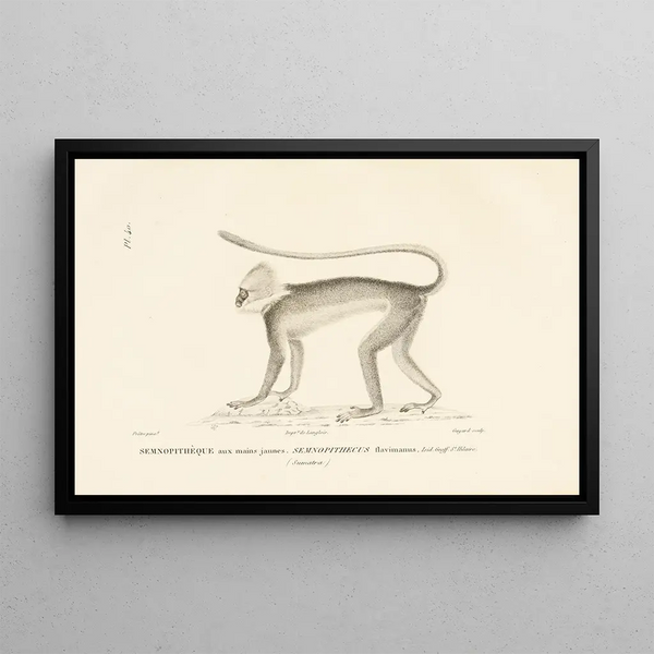 RenPrimevre Lesson - Centurie zoologique Pl40.webp
