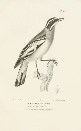 RenPrimevre Lesson - Centurie zoologique Pl45.webp
