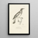 Centurie zoologique Pl45 - René Primevère Lesson — framed artwork on a wall