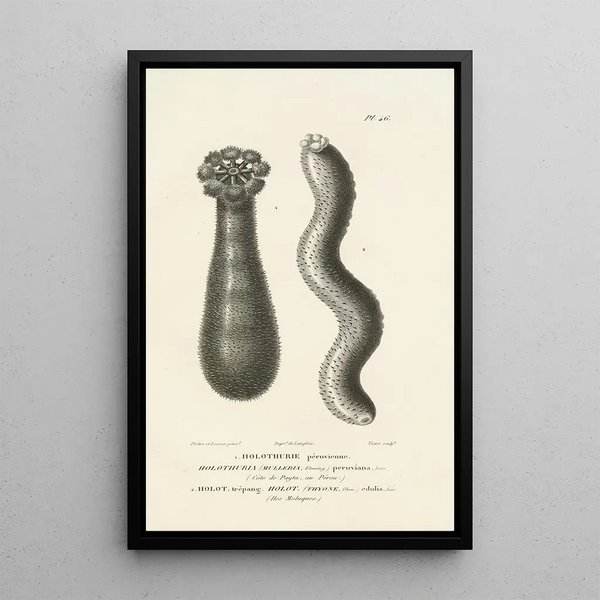 RenPrimevre Lesson - Centurie zoologique Pl46.webp