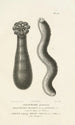 Centurie zoologique Pl46 - René Primevère Lesson — artwork view
