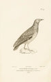 Centurie zoologique Pl49 - René Primevère Lesson — artwork view