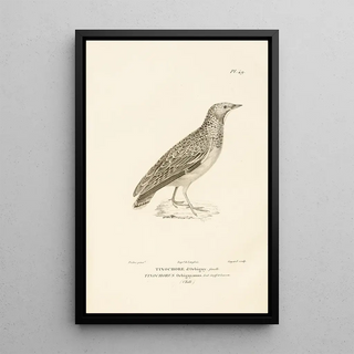 RenPrimevre Lesson - Centurie zoologique Pl49.webp