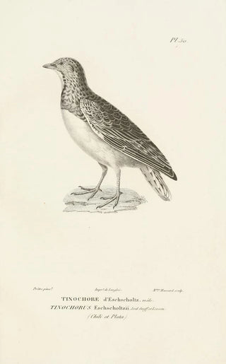 RenPrimevre Lesson - Centurie zoologique Pl50.webp